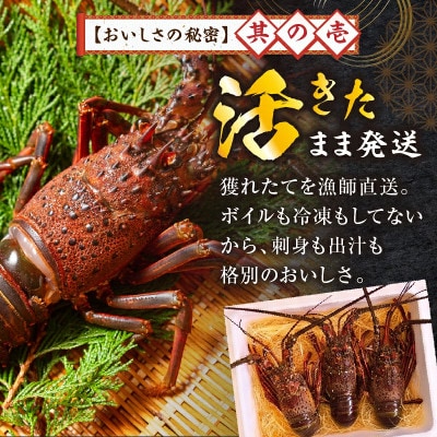 宮崎県串間産 伊勢エビ(計約600g・1～3匹)