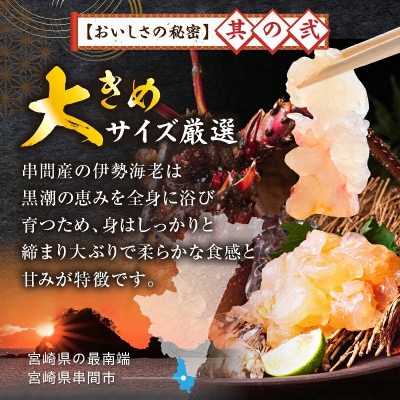 宮崎県串間産 伊勢エビ(計約600g・1～3匹)