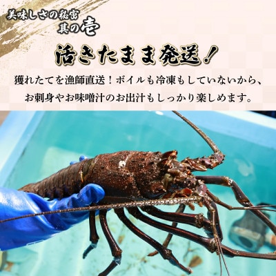 宮崎県串間産 伊勢エビ(計約1kg・2～4匹)