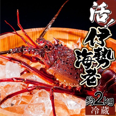 宮崎県串間産 伊勢エビ(計約2kg・3～8匹)