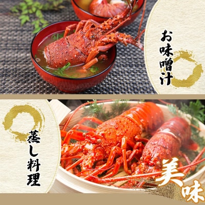 宮崎県串間産 伊勢エビ(計約2kg・3～8匹)