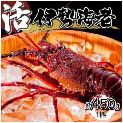 宮崎県串間産 伊勢エビ(約450g・1匹)