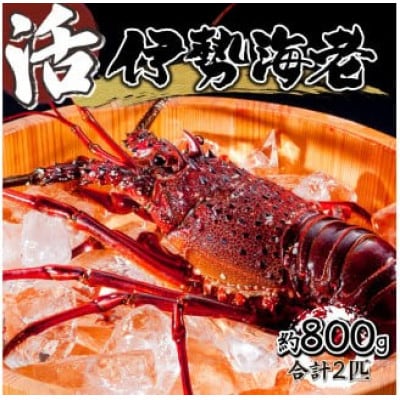宮崎県串間産 伊勢エビ(計約800g・2匹)