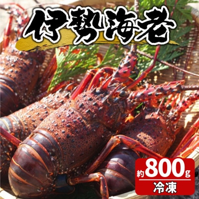【生冷凍】宮崎県串間産 天然伊勢エビ(約800g)