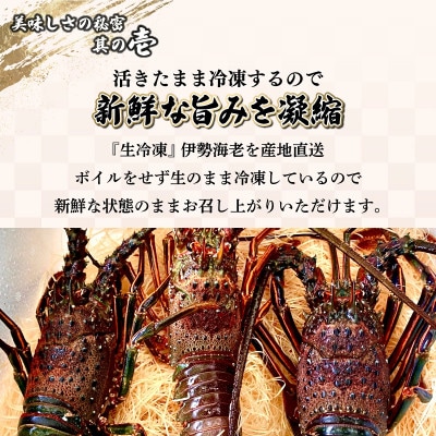 【生冷凍】宮崎県串間産 天然伊勢エビ(約800g)
