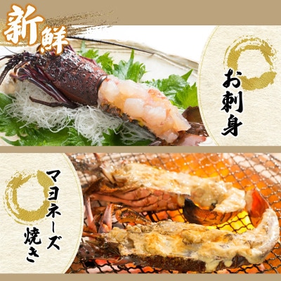 【生冷凍】宮崎県串間産 天然伊勢エビ(約800g)