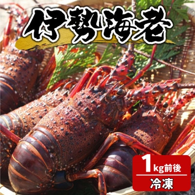 【生冷凍】宮崎県串間産 天然伊勢エビ(計約1kg・2～4匹)