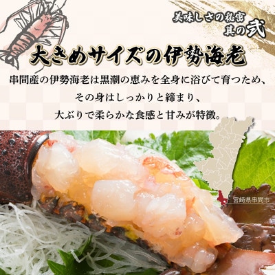 【生冷凍】宮崎県串間産 天然伊勢エビ(計約1kg・2～4匹)
