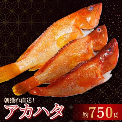 【先行予約】宮崎県串間産 アカハタ 計約750g(2～3匹)