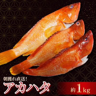 【先行予約】宮崎県串間産 アカハタ 計約1kg(2～4匹)