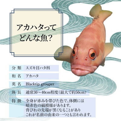【先行予約】宮崎県串間産 アカハタ 計約1kg(2～4匹)