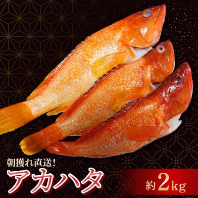 【先行予約】宮崎県串間産 アカハタ 計約2kg(4～8匹)
