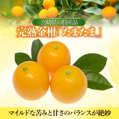 【先行予約】串間市産 完熟きんかん「たまたま」3kg (3kg×1箱) (串間市)
