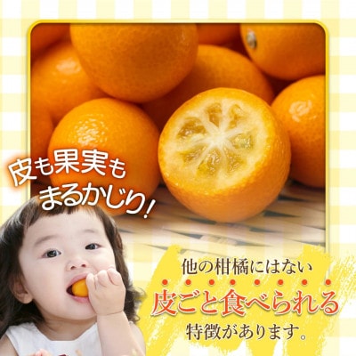 【先行予約】串間市産 完熟きんかん「たまたま」3kg (3kg×1箱) (串間市)