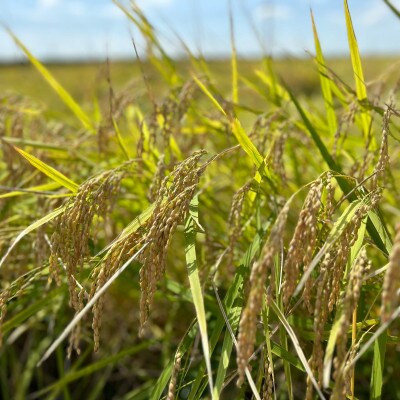 新潟県産 無洗米 10kg 極み 食べ比べセット( コシヒカリ × こしいぶき ) 各 5kg