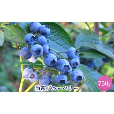 <仁木ファーム>北海道仁木町産冷凍ブルーベリー750g[No.5613-0868]