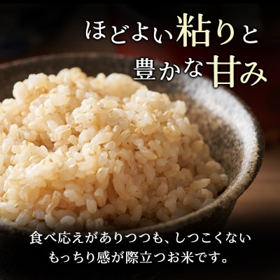 【定期便5回】ホクレンゆめぴりか　玄米6kg(3kg×2袋)[No.5613-0158]