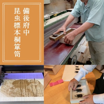 【数量限定】匠の昆虫標本桐箪笥「国産カブト」
