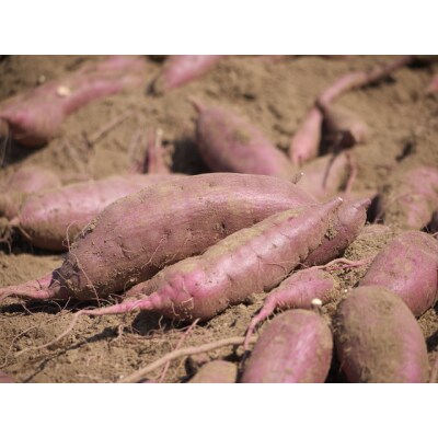 鹿児島県産　「特選紅蜜芋!紅はるか」2kg  P14016
