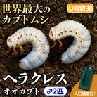 ヘラクレスオオカブト カブトムシ 3令幼虫オス2匹　人工蛹室　B76002