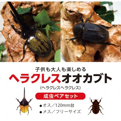 ヘラクレスオオカブト カブトムシ　成虫ペア　オス(120mm台)　メス(フリーサイズ)　C76001