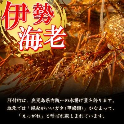 【活き〆冷凍】肝付町内之浦産　伊勢海老(えっがね)の刺身〈約850g〉　C47002