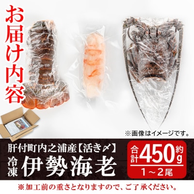 【活き〆冷凍】肝付町内之浦産　伊勢海老(えっがね)の刺身 (約450g)　B47004