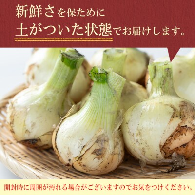 畑から台所へ直行便!學山堂の新玉ねぎ(計3kg 12〜15個)　P69001