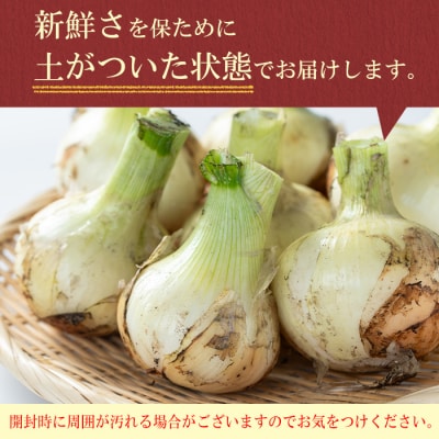 【先行受付】學山堂の新玉ねぎ(計3kg 12〜15個) P69001