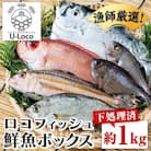  漁師厳選!ロコフィッシュ(地魚) 下処理済 鮮魚 ボックス(約1kg)　P78001