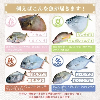  漁師厳選!ロコフィッシュ(地魚) 下処理済 鮮魚 ボックス(約1kg)　P78001