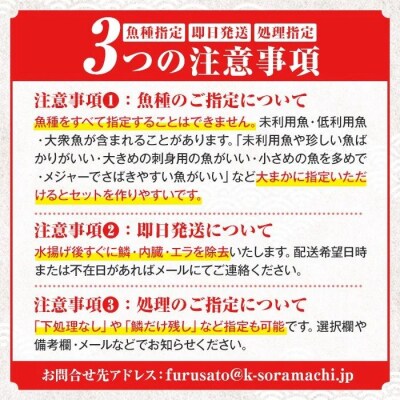  漁師厳選!ロコフィッシュ(地魚) 下処理済 鮮魚 ボックス(約4～5kg)　A78004