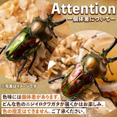 ニジイロクワガタ 成虫ペア オス(55mm以上) メス(フリーサイズ)　A76001