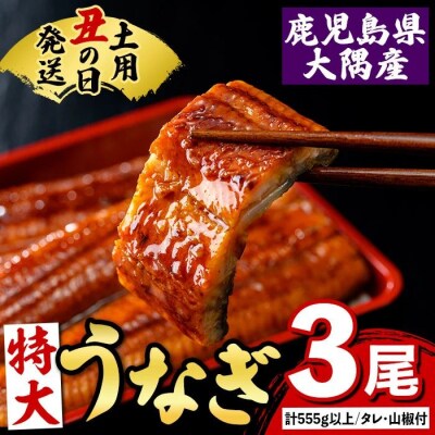 《土用丑の日までに発送!》特大うなぎ蒲焼(有頭)(3尾/計555g以上、タレ、山椒付　B57003