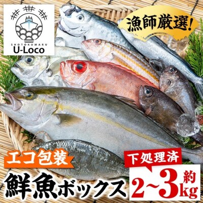 ���t���I!���R�t�B�b�V��(�n��) �������� �N�� �{�b�N�X(��2~3kg)�@A78003