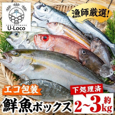 漁師厳選!ロコフィッシュ(地魚) 下処理済 鮮魚 ボックス(約2~3kg)　A78003