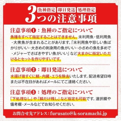 漁師厳選!ロコフィッシュ(地魚) 下処理済 鮮魚 ボックス(約2~3kg)　A78003
