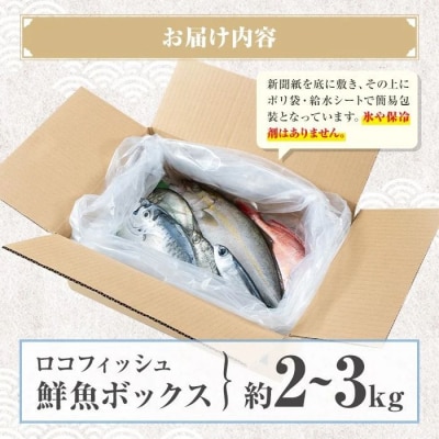 漁師厳選!ロコフィッシュ(地魚) 下処理済 鮮魚 ボックス(約2~3kg)　A78003