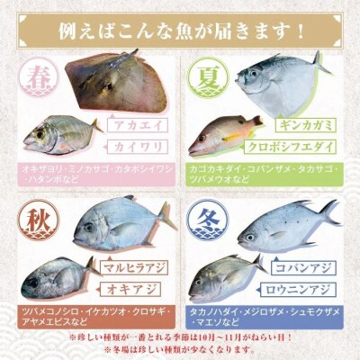 漁師厳選!ロコフィッシュ(地魚)  鮮魚 ボックス(約1kg)【発泡スチロール包装】　P78002