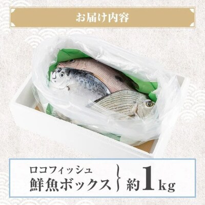 漁師厳選!ロコフィッシュ(地魚)  鮮魚 ボックス(約1kg)【発泡スチロール包装】　P78002