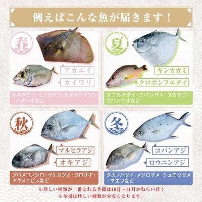 漁師厳選!ロコフィッシュ(地魚) 下処理済鮮魚ボックス(約1kg)【エコ包装】　P78001