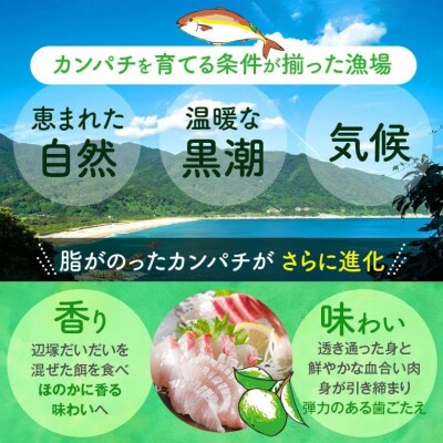 産地直送!辺塚だいだいカンパチ(約3.5kg・1本) 　B08002