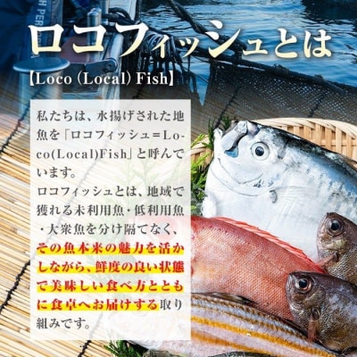 漁師厳選!ロコフィッシュ(地魚) 下処理済 鮮魚 ボックス(約4～5kg)　A78004