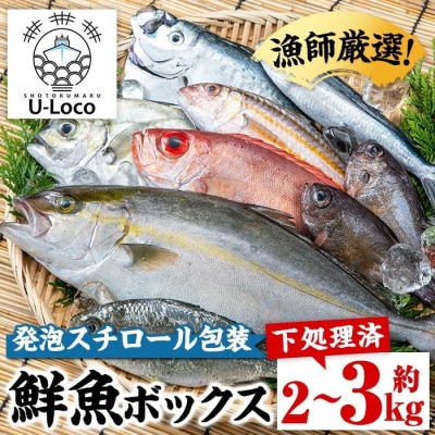 漁師厳選!ロコフィッシュ(地魚) 鮮魚 ボックス(約2～3kg)【発泡スチロール包装】　A78005