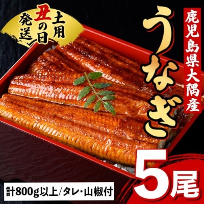 《土用の丑の日までに発送!》うなぎ蒲焼・大(有頭)(5尾・計800g以上、タレ、山椒付　C57007