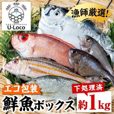漁師厳選!ロコフィッシュ(地魚) 下処理済鮮魚ボックス(約1kg)【エコ包装】　P78001