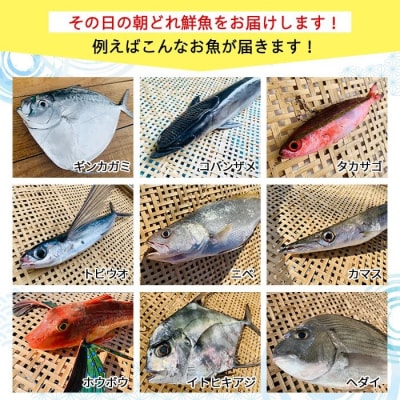 漁師厳選!ロコフィッシュ(地魚) 下処理済 鮮魚 ボックス(約4～5kg)　A78004