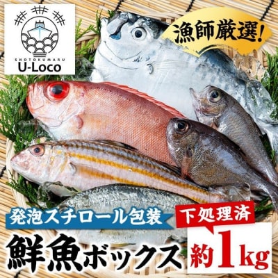 漁師厳選!ロコフィッシュ(地魚) 鮮魚 ボックス(約1kg)【発泡スチロール包装】　P78002