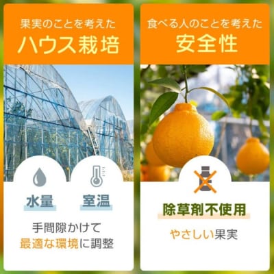 【先行受付】肝付町産不知火(しらぬい)　A18008