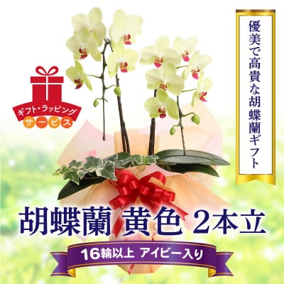胡蝶蘭　黄色　2本立16輪以上　アイビー入り　H042-011